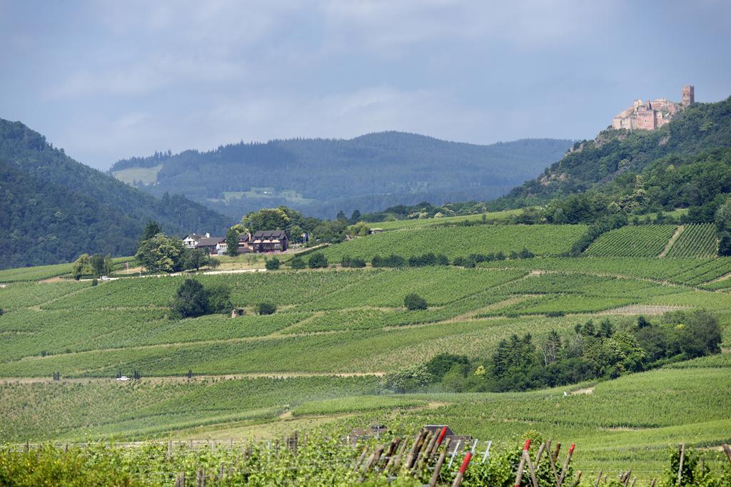 Le Clos Saint-Vincent Ribeauville  Bagian luar foto