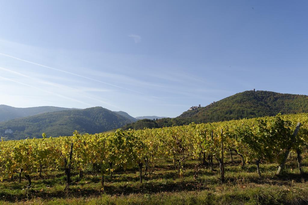Le Clos Saint-Vincent Ribeauville  Bagian luar foto